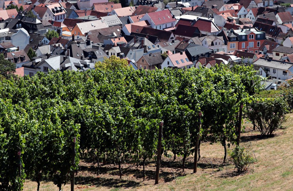 vineyard, city, germany-3632256.jpg